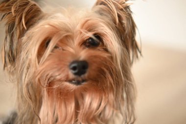 Yorkshire Terrier köpeği. Küçük köpeğin portresi. Arkadaşlık köpeği.