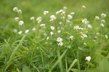 Beyaz çiçek tarlası. Çayır beyaz çiçekleri.