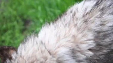 Alaska Malamute Köpeği. Köpeğin Sesi. Yarı kurt. Köpeğimi seviyorum..