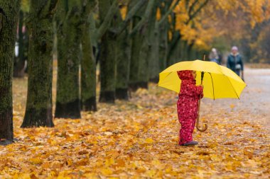 Küçük çocuk büyük sarı şemsiye altında yağmurdan saklanır. Çocuk sonbahar parkında yürüyor.