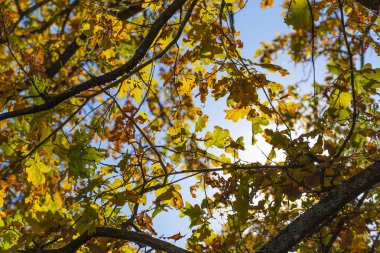 Yellow leaves on tree on blue sky background. Indian summer. Autumn mood. Autumn park or forest