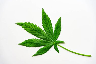 Kenevir yaprağı beyaz arka planda izole edilmiş. Tıbbi marijuana konsepti