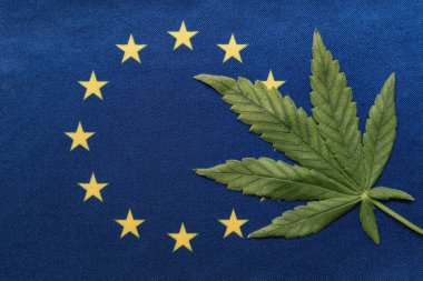 Avrupa Birliği bayrağı yakın ve taze kenevir yaprağı. Yasadışı tarım ve dağıtım. Tıbbi kullanım.