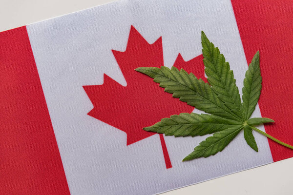 Fresh cannabis leaf and Big flag of Canada close up. Illegal cultivation and distribution. Medical use.