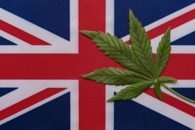 Büyük Britanya bayrağı yakın ve taze kenevir yaprağı. Yasadışı tarım ve dağıtım. Tıbbi kullanım.