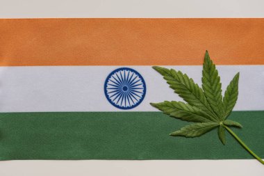 Hindistan 'ın taze kenevir yaprağı ve bayrağı yakında. Yasadışı tarım ve dağıtım. Tıbbi kullanım.