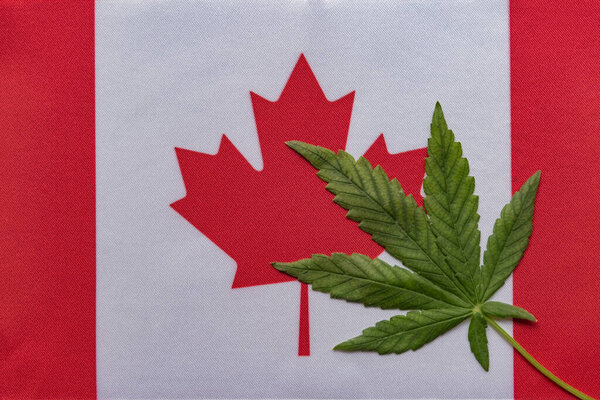 Big flag of Canada close up and fresh cannabis leaf. Illegal cultivation and distribution. Medical use.