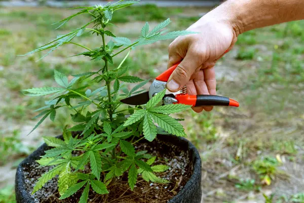 Hand with gardening tool prune a small hemp bush in a pot, a home plant. Growing marijuana at home, in your personal garden.