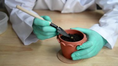 Biyoteknoloji bilimcisi laboratuvarda marihuana ekiyor, biyoloji deneyi tıp bilimi araştırma teknolojisi konsepti