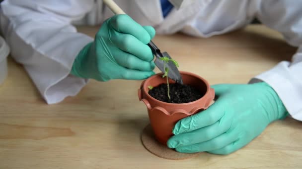 バイオテクノロジー科学者が大麻を実験室に植える生物学実験医学研究技術コンセプト — ストック動画