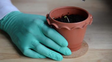 Biyoteknoloji bilimcisi laboratuvarda marihuana ekiyor, biyoloji deneyi tıp bilimi araştırma teknolojisi konsepti