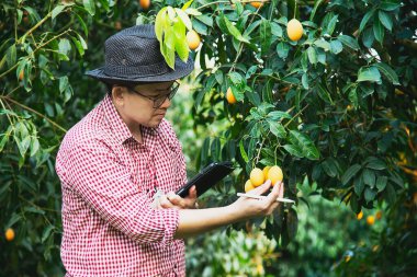 Asyalı çiftçi Marian Plum, Thai Plango ya da Marian Mango adındaki ekşi ve tatlı meyvelerini açık hava meyve bahçesinde kontrol ediyor.