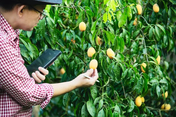 Asian farm man is checking his sour and sweet fruit called Marian Plum or Thai Plango or Marian Mango, of Plum Mango in his outdoors fruit garden
