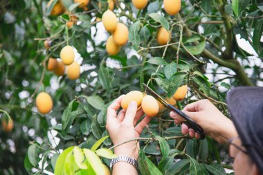 Asyalı çiftçi Marian Plum, Thai Plango ya da Marian Mango adındaki ekşi ve tatlı meyvelerini açık hava meyve bahçesinde kontrol ediyor.