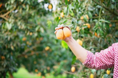 Asyalı çiftçi Marian Plum, Thai Plango ya da Marian Mango adındaki ekşi ve tatlı meyvelerini açık hava meyve bahçesinde kontrol ediyor.