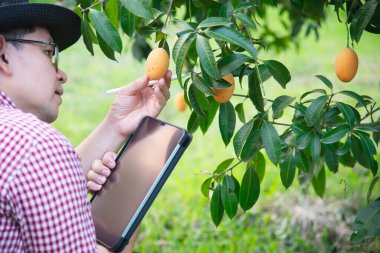 Asyalı çiftçi Marian Plum, Thai Plango ya da Marian Mango adındaki ekşi ve tatlı meyvelerini açık hava meyve bahçesinde kontrol ediyor.