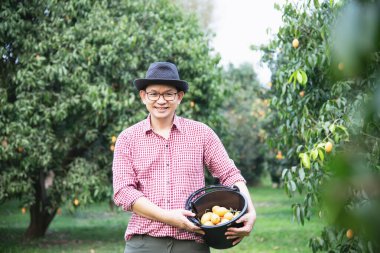 Asyalı çiftçi Marian Plum, Thai Plango ya da Marian Mango adındaki ekşi ve tatlı meyvelerini açık hava meyve bahçesinde kontrol ediyor.