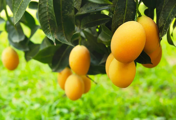 Tarım bahçesi Tayland 'da olgun sulu Marian eriği veya erik mango ağacı.