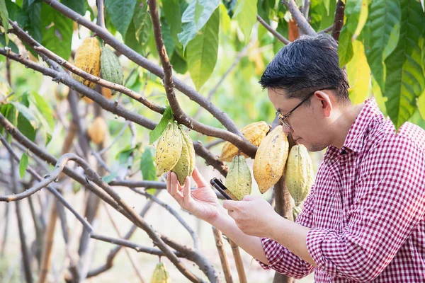 fruit gardener study cacao plantation