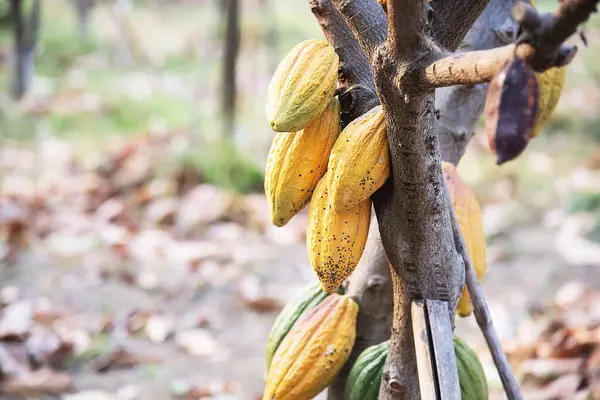 Kakaó Gyümölcsös Kert Trópusi Mezőgazdasági Háttér Jogdíjmentes Stock Képek