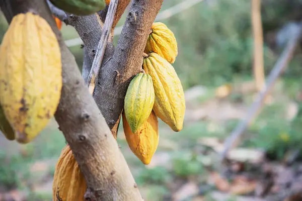 Jardín Frutas Cacao Fondo Agrícola Tropical Imagen de archivo