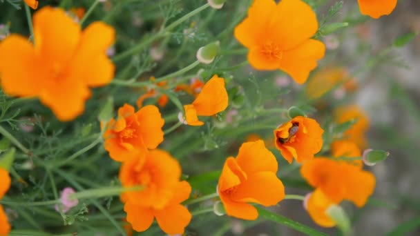 Flying Bee Golden Poppy Garden Footage California Poppy Eschscholzia Californica — Stock Video