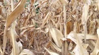 Kuru mısır tarlası sıcak bir günde tepenin eteklerinde hasat için hazır - tepelik kırsal tarım alanı konsepti