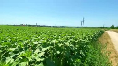 Sıcak yaz gününde yeşil ayçiçeği tarlası. Hareketli video: büyük yeşil ayçiçeği tarlası mesafeye uzanıyor, eko-köy evleri görülebiliyor. Ayçiçekli tarım arazisi kavramı.