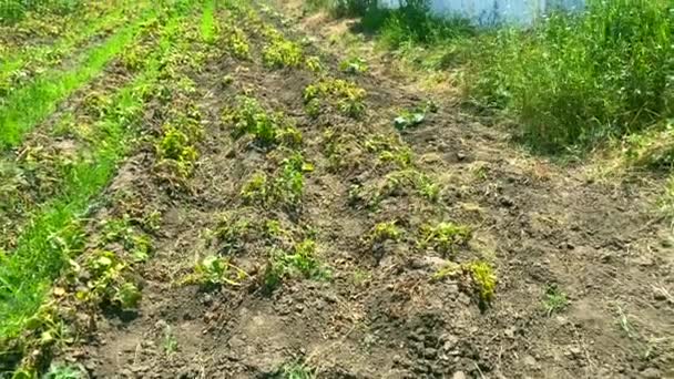 Champ Pommes Terre Biologique Cultivé Sans Pesticides Plan Moyen Mauvaises — Video