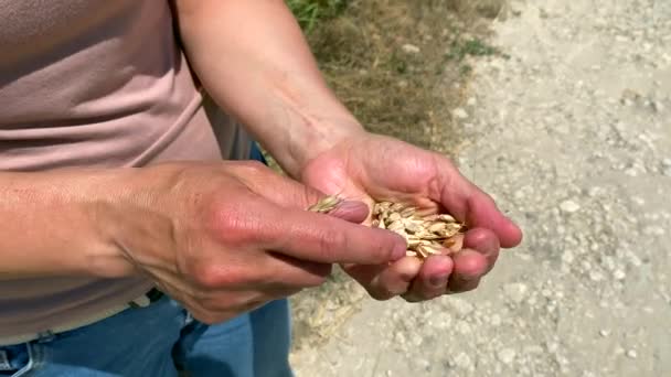 Grains Fell Crushed Wheat Ears Palm Slow Motion Video Farmer — Stock Video