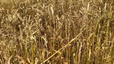 Rüzgarda sallanan buğday kulakları. Yavaş çekim videosu: Rüzgarda sallanan olgun buğday kulakları. Doğal gübrelerle tarım arazilerinde yetiştiler. Doğal gübre kullanarak tarım arazilerinde buğday yetiştirme kavramı.