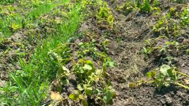 Patates çalıları, ekoloji ürünleri. Yavaş çekim videosu: otlar arasında solmuş patates çalıları, organik büyüme sağlıklı ürünler elde etmek ve ekolojiyi korumak için organik tarım kavramını korur