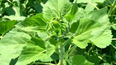 Bu ayçiçeği yakında açacak, yavaş çekim videosu. Bilim insanları ayçiçeği yağı üretmek için çeşitli ayçiçeği çeşitleri yarattılar. Ayçiçeği petrolünün endüstriyel üretimi.