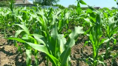 Mısır koçanları yakında genç bitkilerde ortaya çıkacak. Yakın plan: mısır koçanları yakında bu yaprakların eksenlerinde görülebilir olacak. Kavram: altın mısır koçanı hasat etme amacı çiftçi güneşin doğuşundan batışına kadar tarlada çalışmaktır.