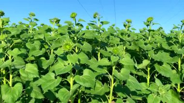 Doğal gübrelerle yetişen güçlü ayçiçekleri. Yavaş çekim videosu: doğal gübre kullanımı - büyük yapraklar, güçlü bitkiler - doğal gübre kullanımını kavrayarak mükemmel sağlıklı besin hasadı sağlar