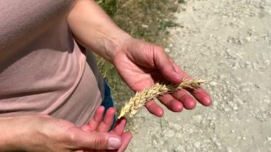 Çiftçi elleri buğday dikenlerini tutar. Yavaş çekim video: sarı olgun buğday dalları palmiyelerde uzun tenteleri okşayan çiftçi parmakları. Konsept: Güzel tam dikenli eletler - iyi hasat garantisi.