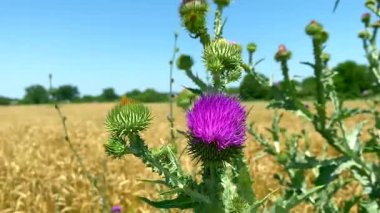 Buğday tarlasında devedikeni çiçeği. Yakın plan: buğday tarlasına karşı devedikeni çiçeği. Tahıl ürünlerinin doğal gübre kullanılarak yetiştirilmesi, devedikeni gibi otlara hayatta kalma şansı verir..