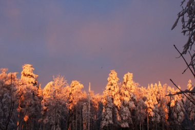Polar winter in Lapland
