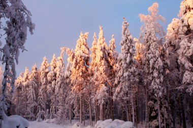 Polar winter in Lapland