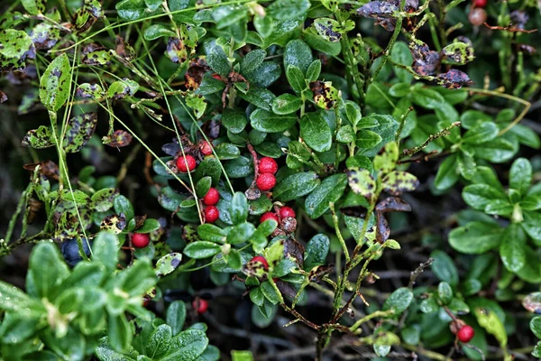 Много Красной Клюквы Черники Влажной Зеленой Листве — стоковое фото