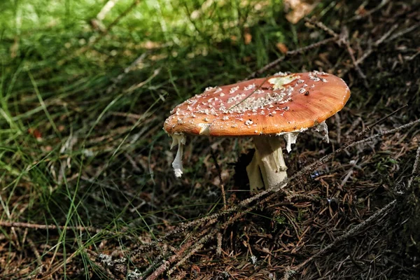 Poisonous Fly Agaric Red Cap White Dots Brown Needles — Stock Photo, Image
