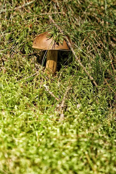 Yeşil Çimenli Yuvarlak Kahverengi Şapkalı Küçük Mantar — Stok fotoğraf