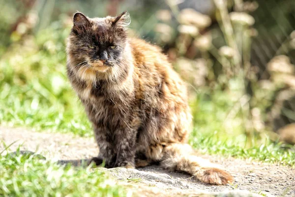 Peloso Gatto Marrone Giallo Seduto Sul Sole Con Corpo Sfocato — Foto Stock