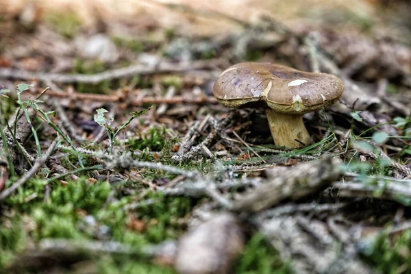 Brown Mushroom Cracked Cap Moss Needles — Stock Photo, Image