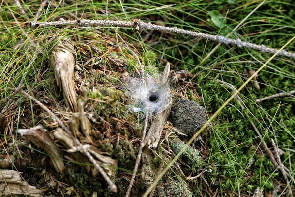 Φωλιά Αράχνη Στρογγυλεμένο Λευκό Χωνί Στο Γρασίδι Του Δάσους Και — Φωτογραφία Αρχείου