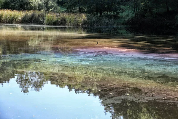 Colorful oil pollution on the water in the woods