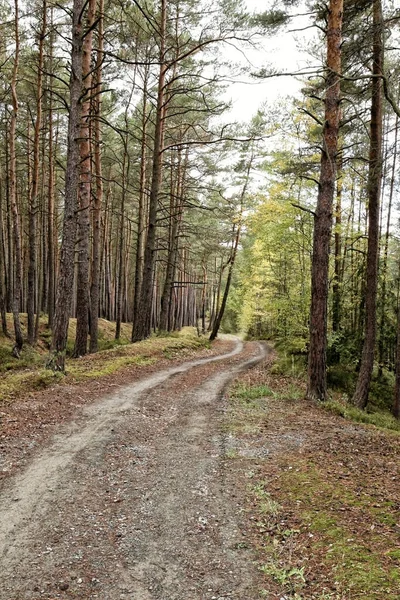 Jalan Hutan Berlumpur Dengan Kurva Cahaya Kiri Pada Musim Gugur — Stok Foto