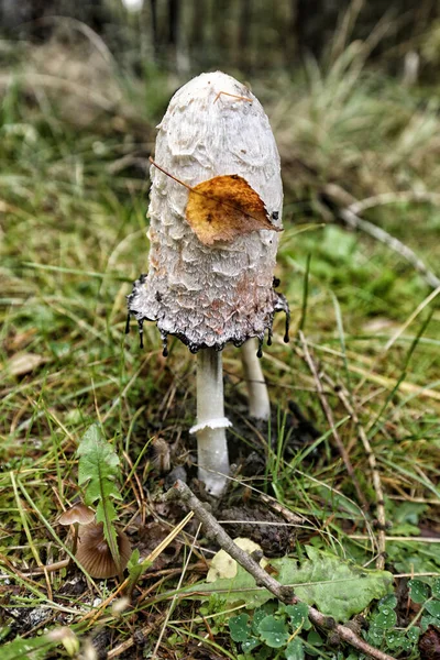 Single White Mushroom Yellow Brown Leaf Sticked Hat — Stock Photo, Image