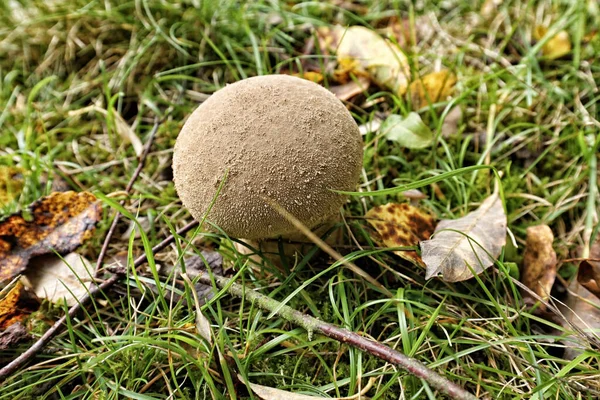 Ball shaped mushroom in the forest land with foliage and needles