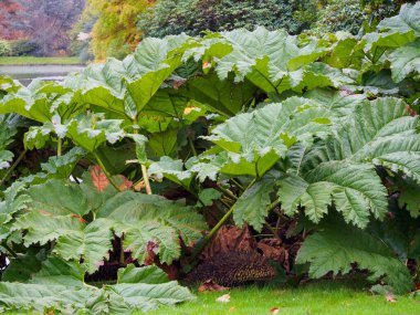 Çivileri seviyorsanız havuz kenarı sığınağı.